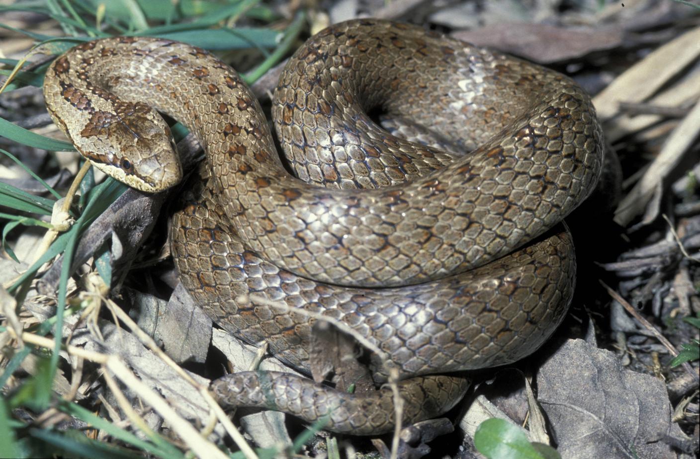 Esemplare di Coronella austriaca, anche chiamato Colubro liscio