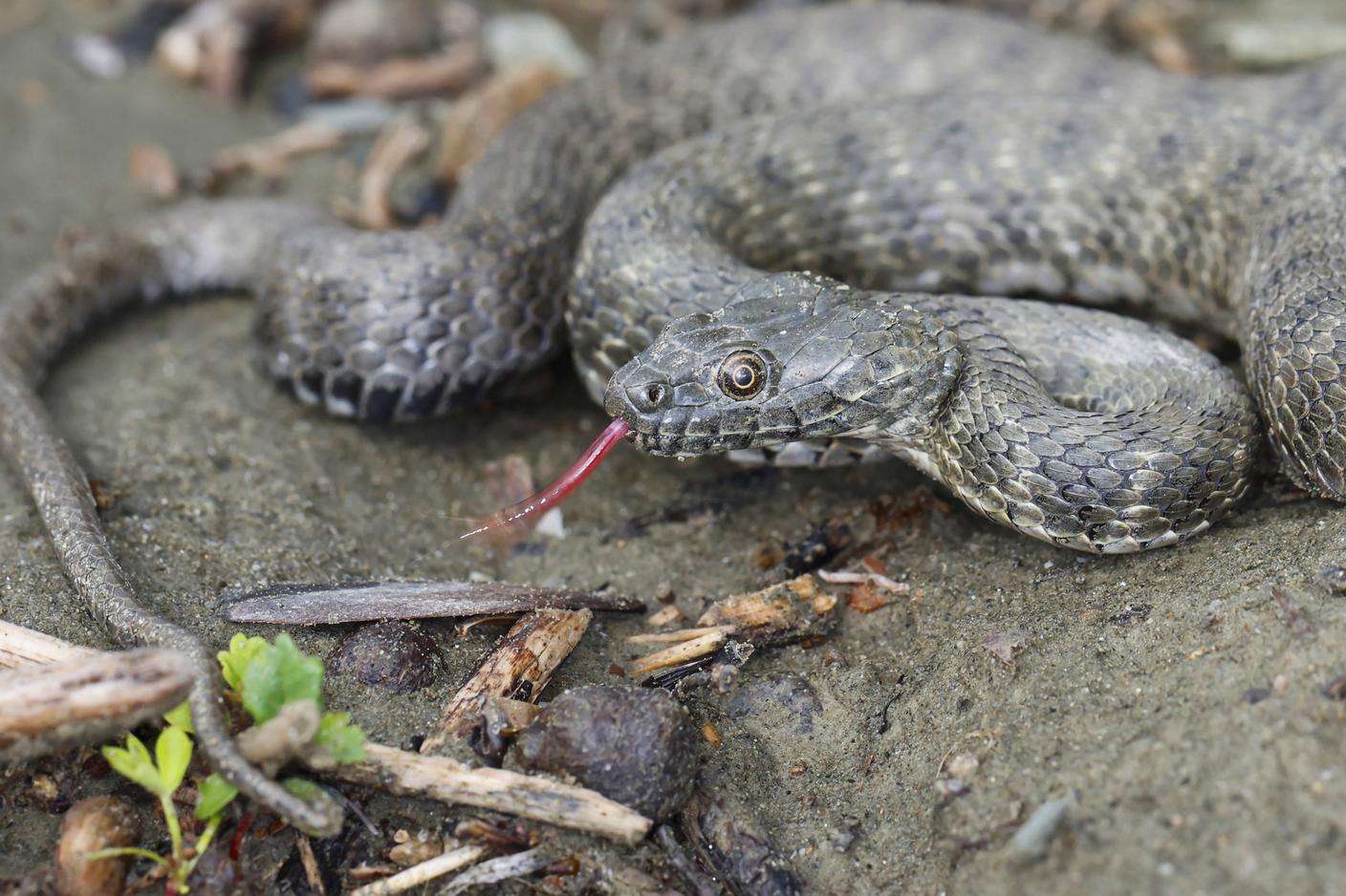 La natrice tassellata è spesso confusa con una vipera, da cui si distingue anche dalla pupilla rotonda