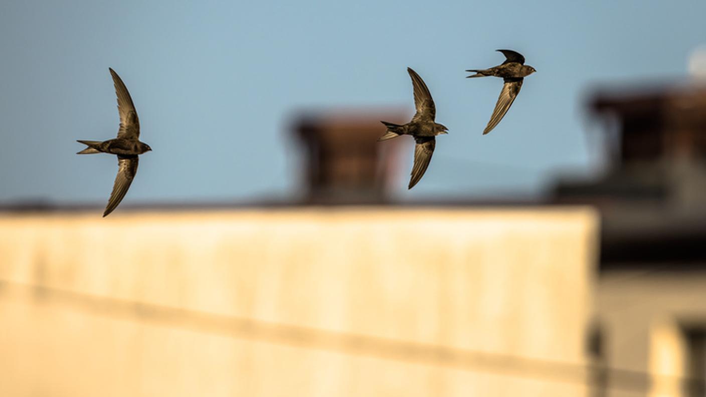Rondone comune (Apus apus) in volo 