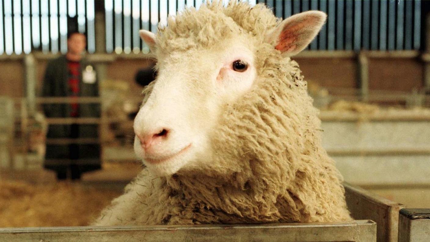 25 febbraio 1997, Roslin Institute (Scozia): Dolly, la pecora geneticamente clonata, all'età di sette mesi
