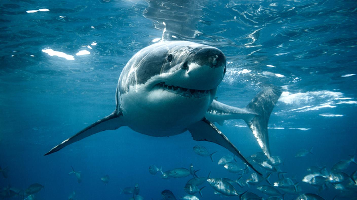 Nel Mediterraneo vive anche lo squalo bianco: di regola, non è interessato agli esseri umani