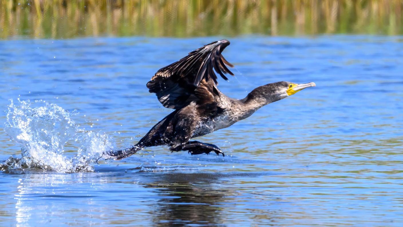 Il cormorano entra in acqua per catturare le sue prede. Può raggiungere in apnea i 10-20 metri di profondità