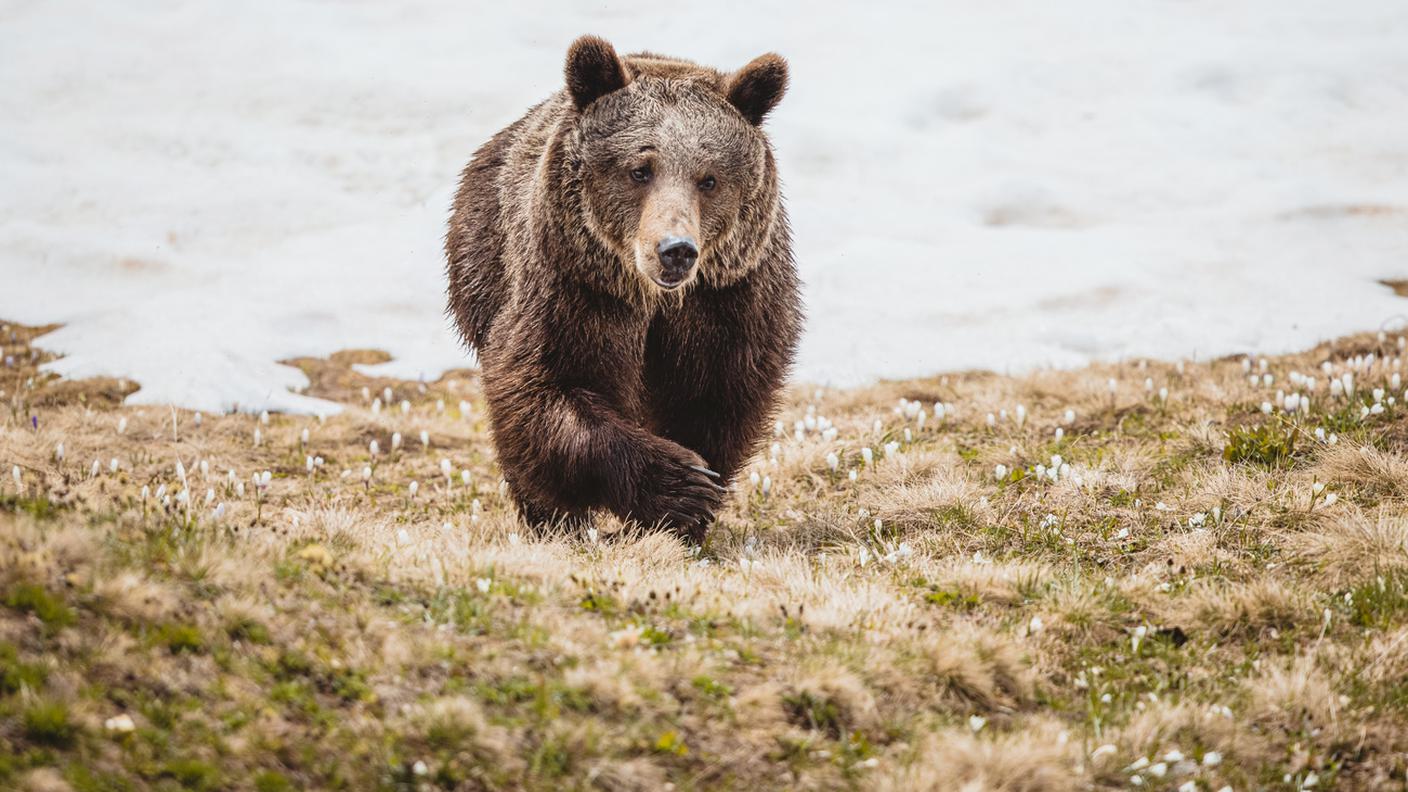 Il parco degli orsi di Arosa occupa una superficie di 2,8 ettari