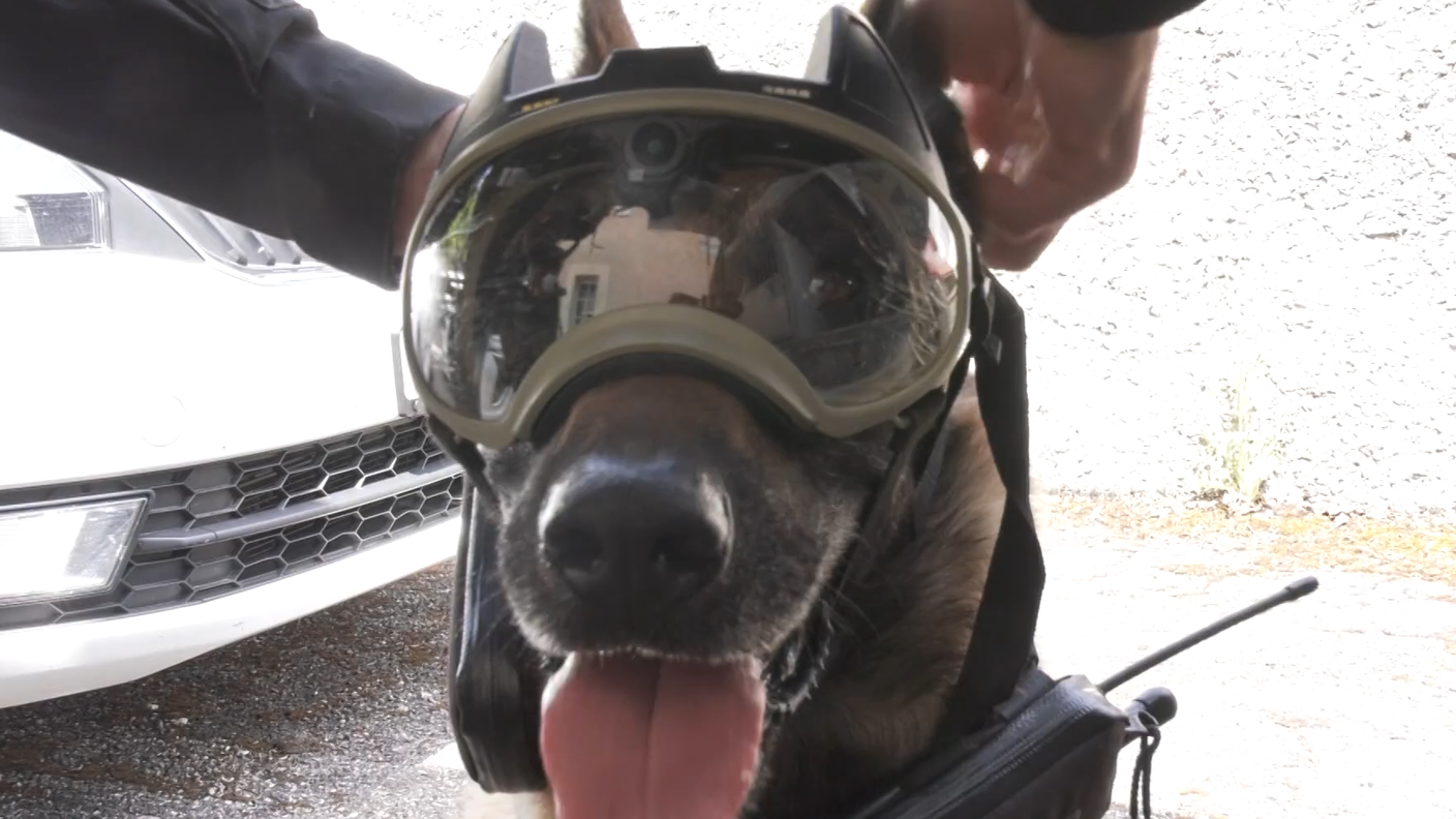 Cane poliziotto