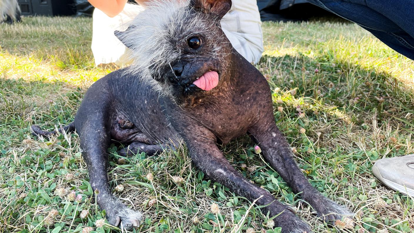 Happy Face vince il premio di cane più brutto del mondo per il 2022