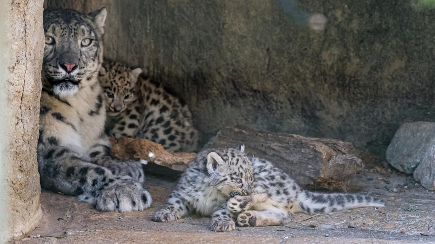  I tre cuccioli di leopardo delle nevi a Basilea