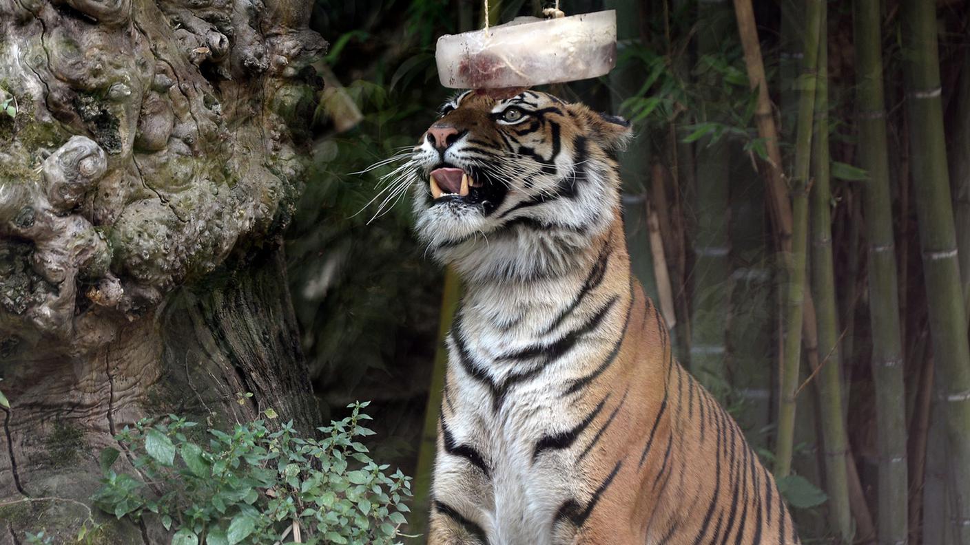Una tigre sta per gustarsi un bel gelato al gusto di... carne