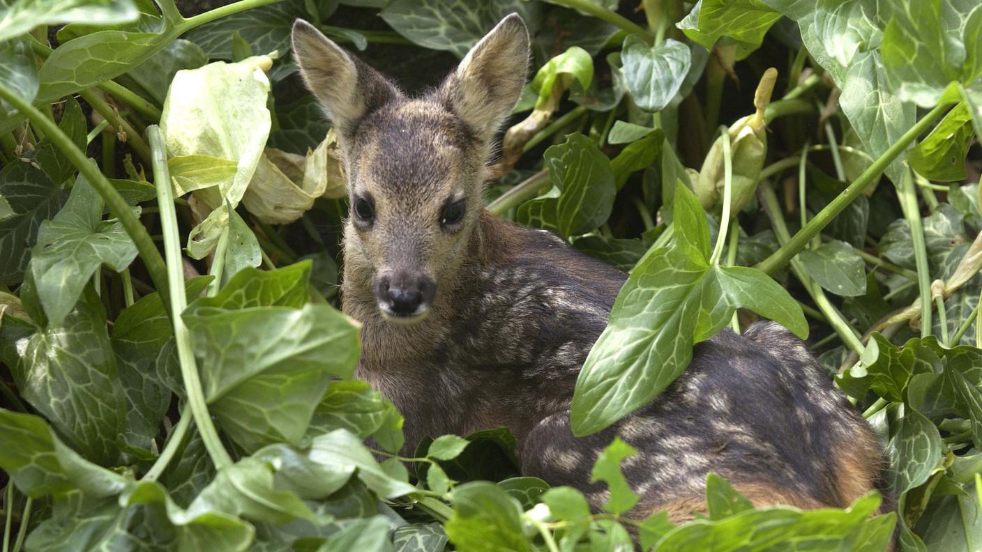 I droni salvano i cuccioli di capriolo