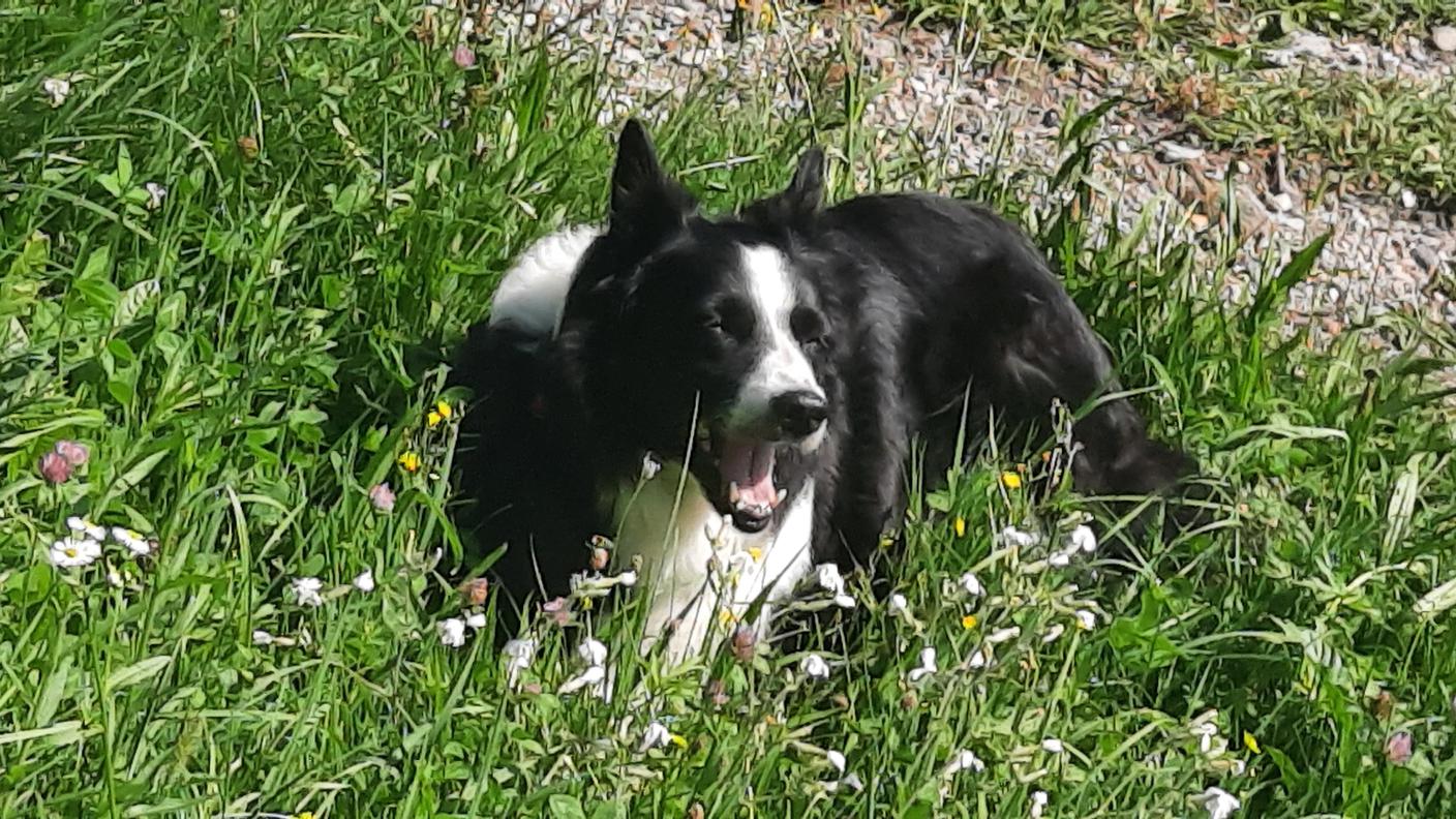 La compagnia di un cane è fonte di risate, movimento e meno stress