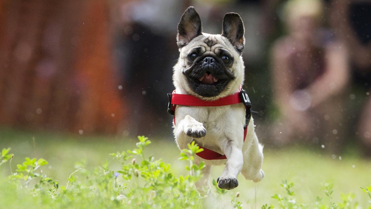 Cani presto liberi di correre senza guinzaglio
