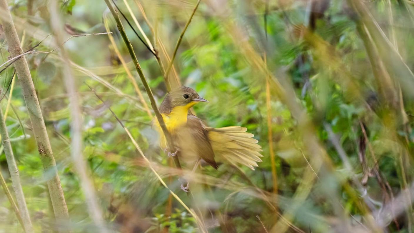Parula golagialla Dolores De Maria