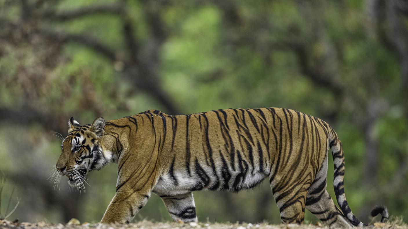 L'anno della tigre ha portato bene a questo grande felino