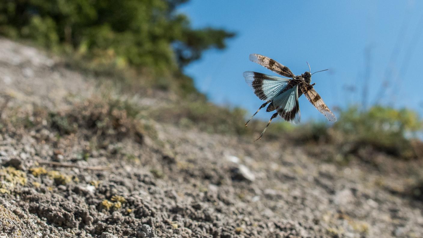 La cavalletta celeste è l'animale dell'anno 2023 per Pro Natura