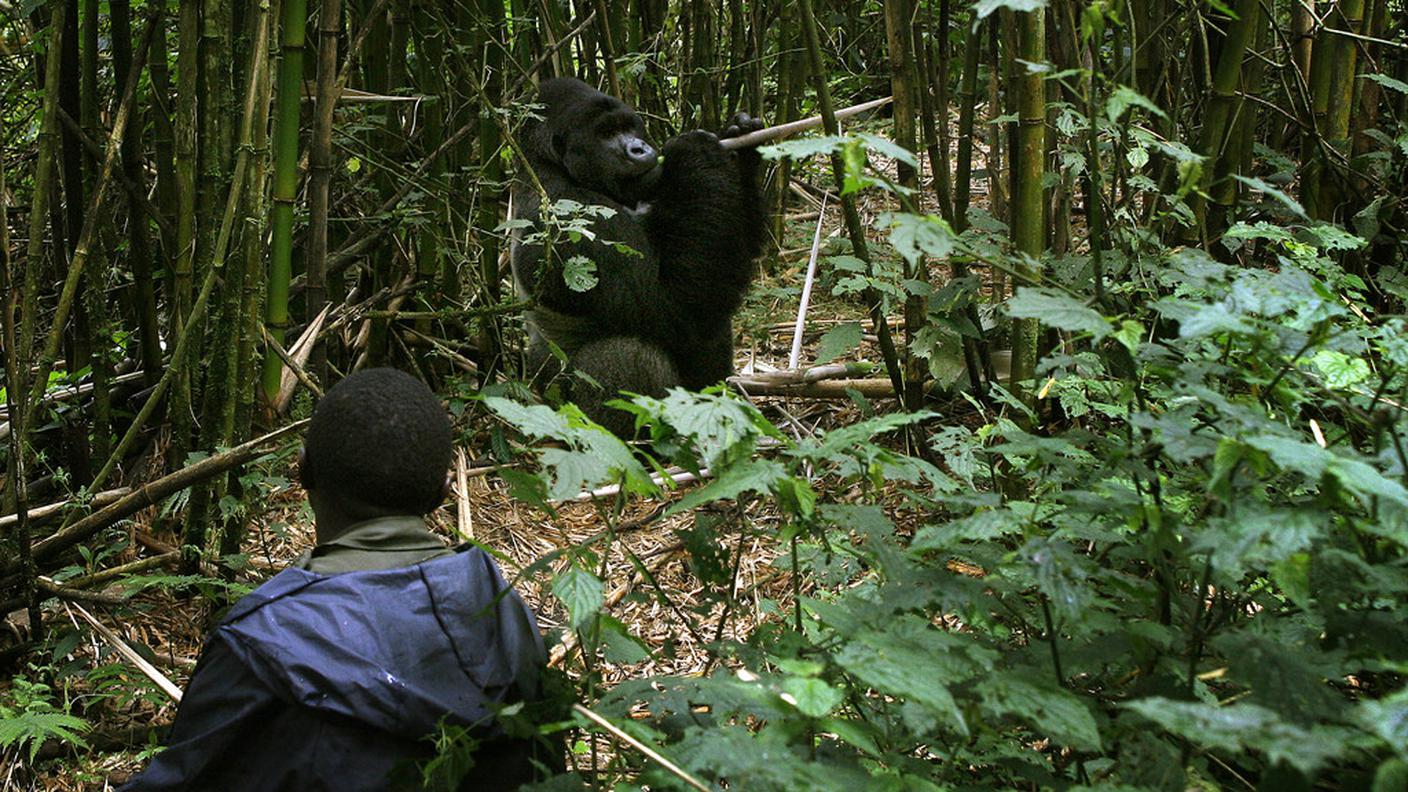 Un guardiano a pochi metri da uno dei 200 gorilla di montagna che vivono nel Parco