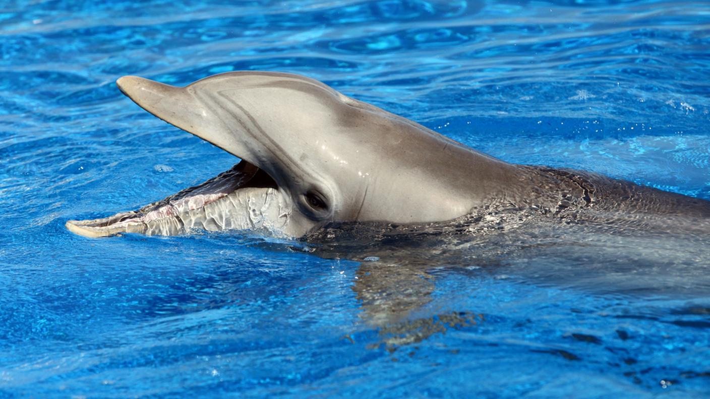 Un delfino
