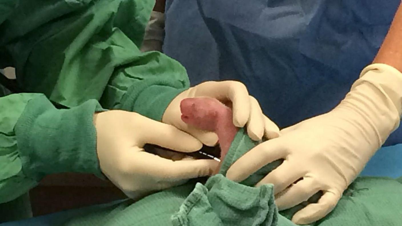 Uno dei cuccioli di panda gigante nelle mani dei veterinari di Washington