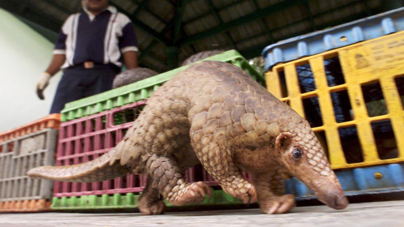 Un pangolino liberato a Kuala Lumpur. Era destinato a finire in padella