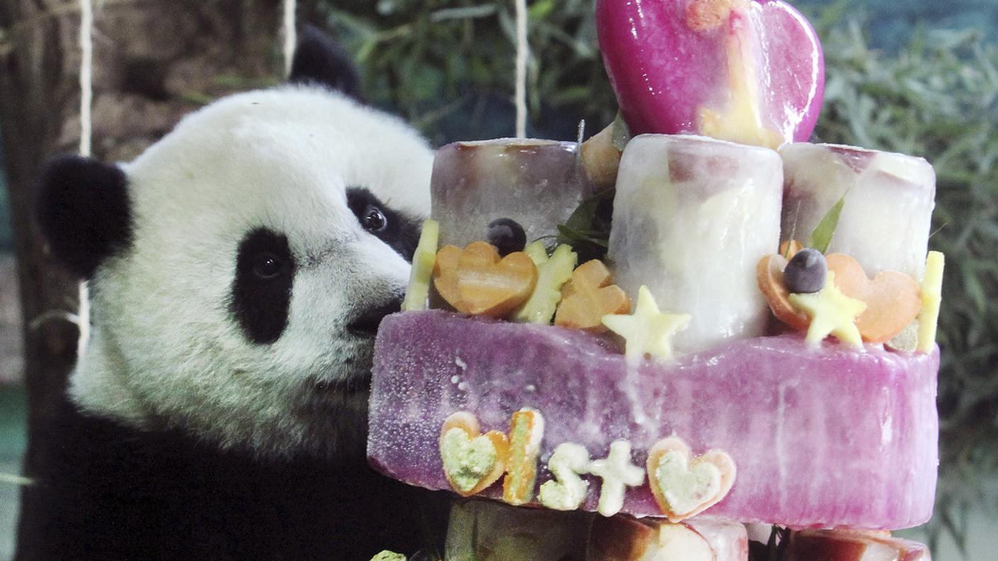 Il cucciolo di panda ammira la sua torta