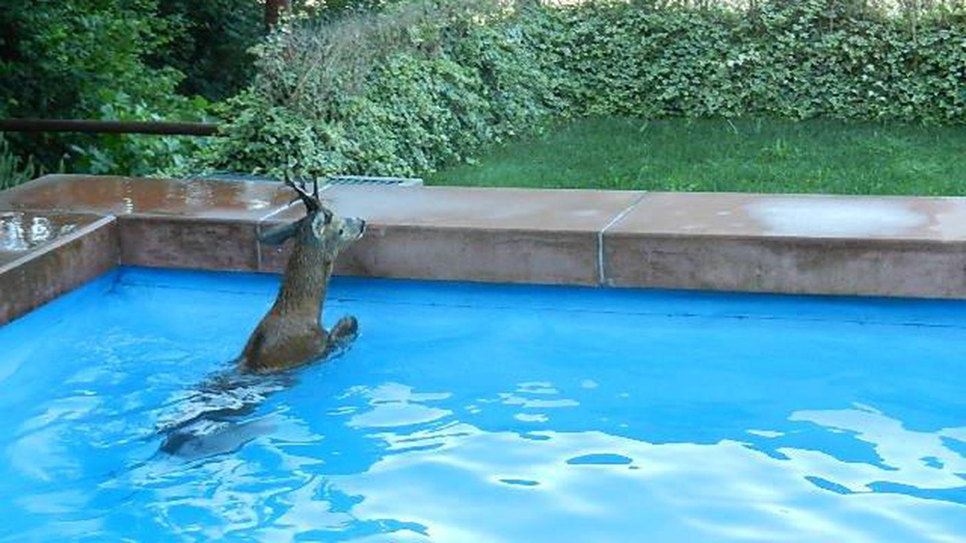 Il giovane capriolo salvato dalla SPAB