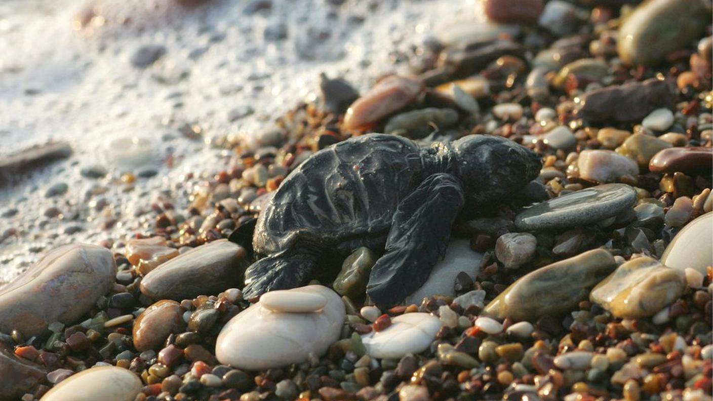 Le tartarughine sono accudite dal WWF