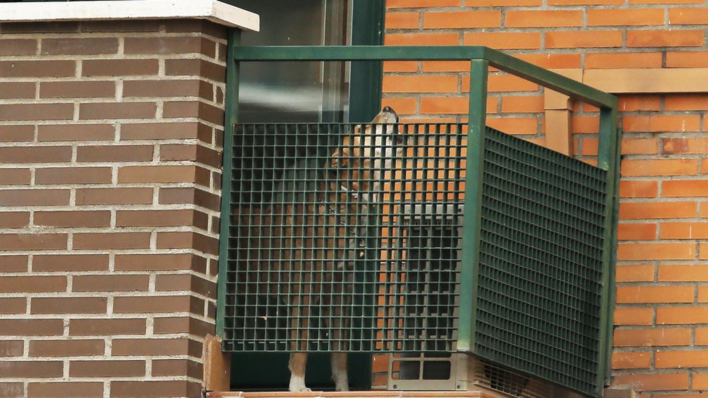 Gli ultimi ululati di Excalibur sul balcone di casa