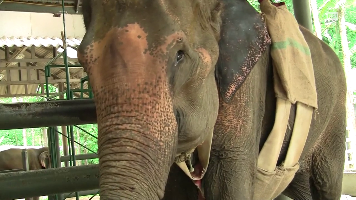 Elephant Hospital Lampang RSI.mp4