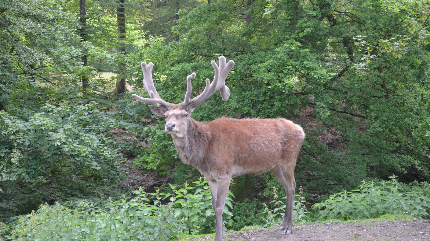 Il Wildpark Bruderhaus di Winterthur