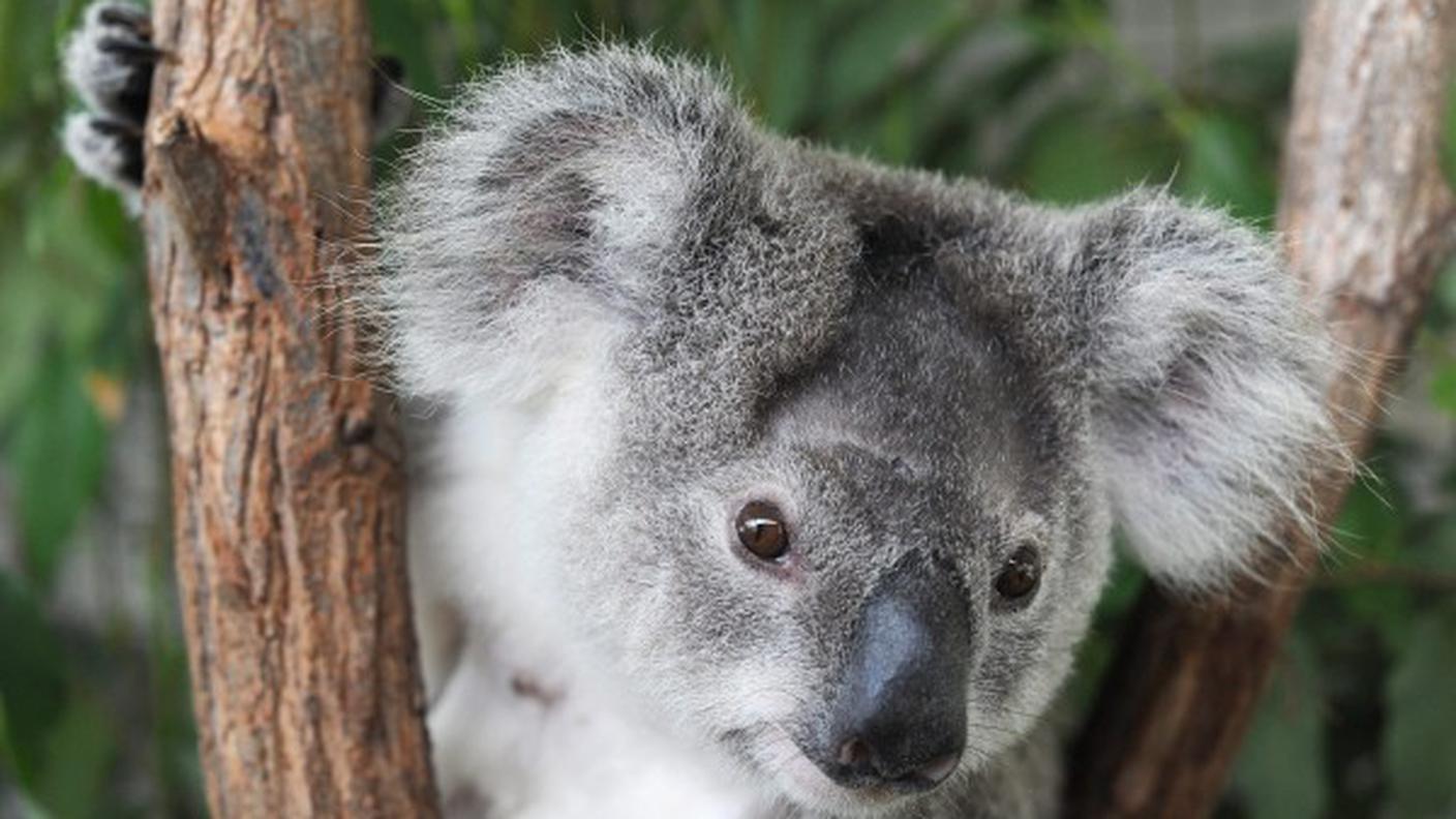 Le foreste bruciano anche le zampette dei koala 