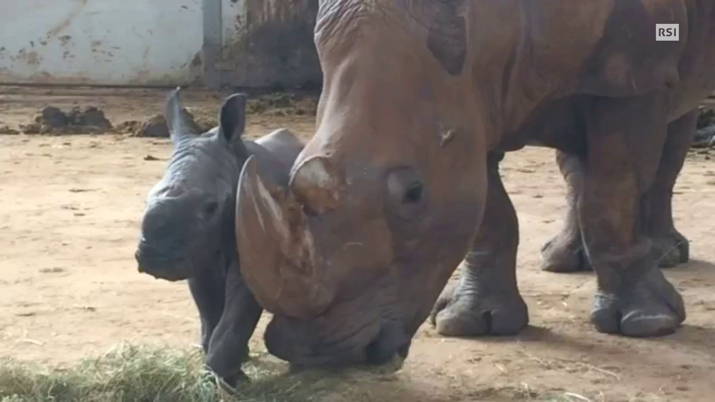 2016_14005006-preview-1-UK_zoo_white_rhinoceros_born.mp4