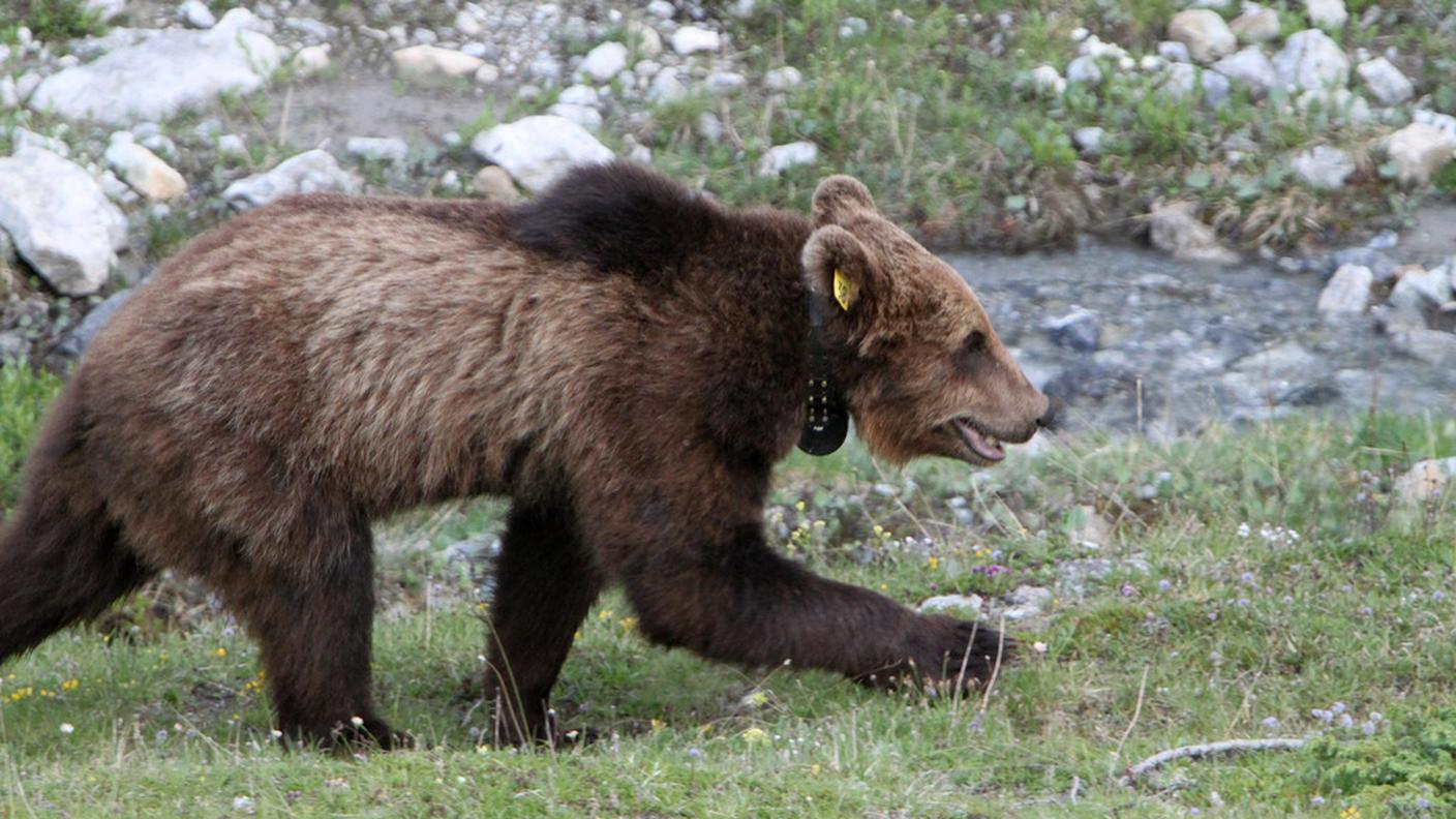 L'orso M13 (foto) venne abbattuto nel 2013 poiché ritenuto pericoloso