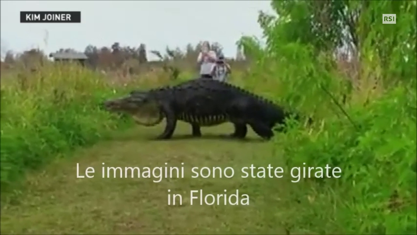 Un alligatore gigante - di EBU