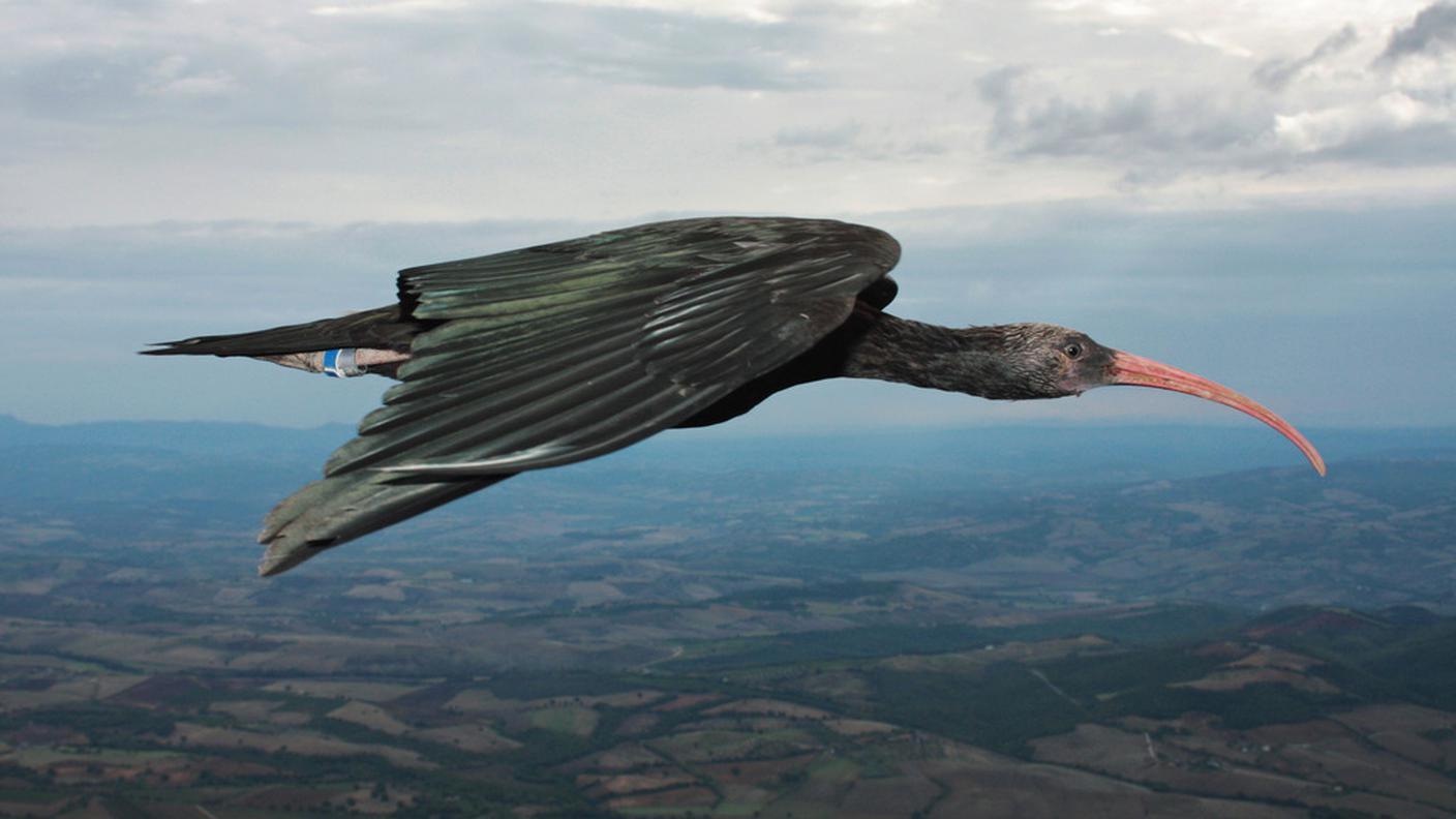 Un esemplare in volo sopra la Toscana