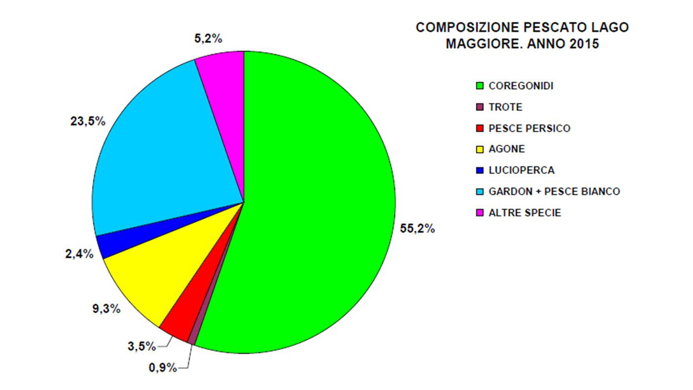 Composizione del pescato nel Verbano