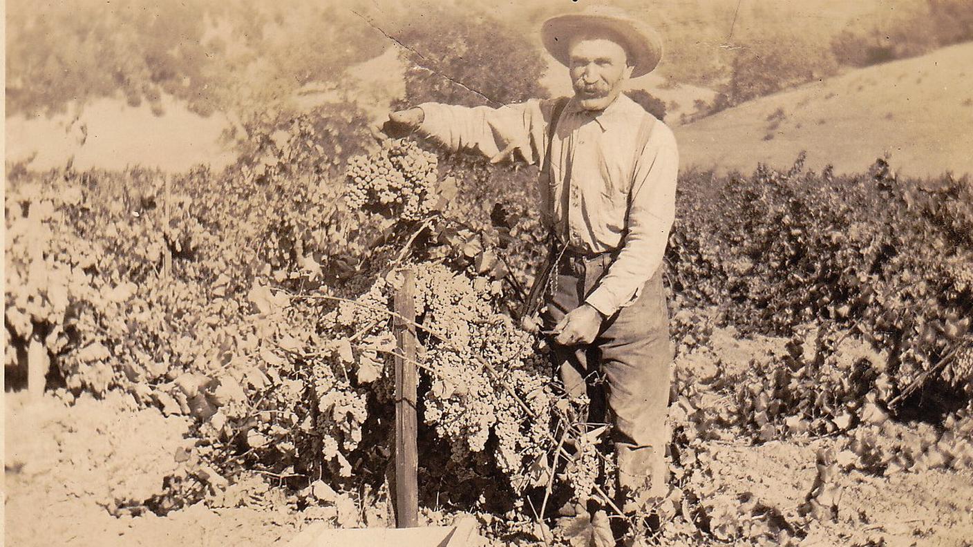 10 ottobre 1928: Anton_Nichelini nella vigna in Napa Valley