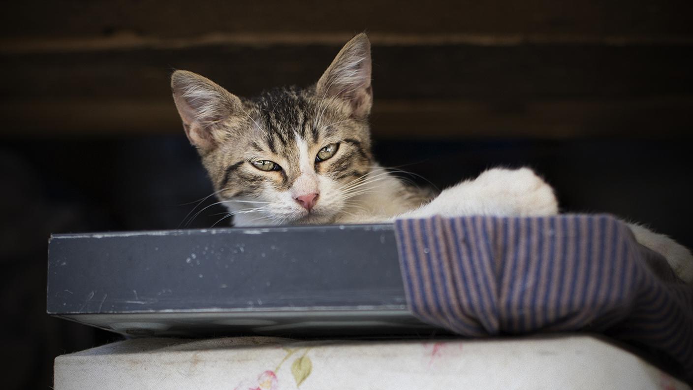 Vecchi televisori non funzionanti sono diventati comodi giacigli