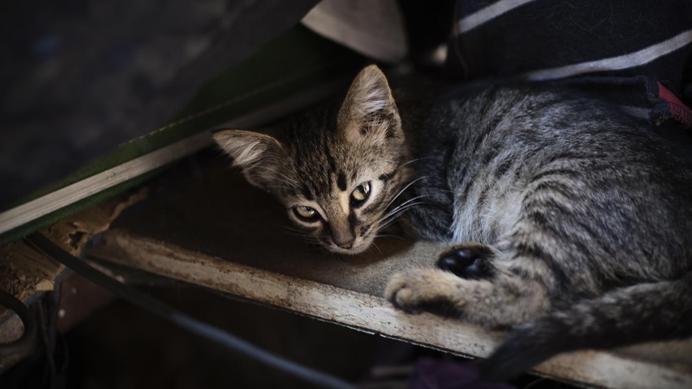 In ogni scaffale del caotico locale c’è un felino che riposa