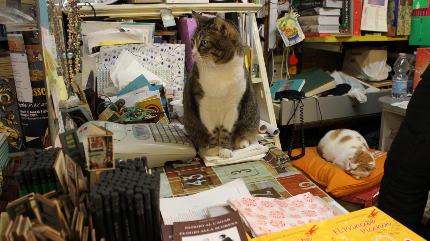 I gatti della libreria Acqua Alta