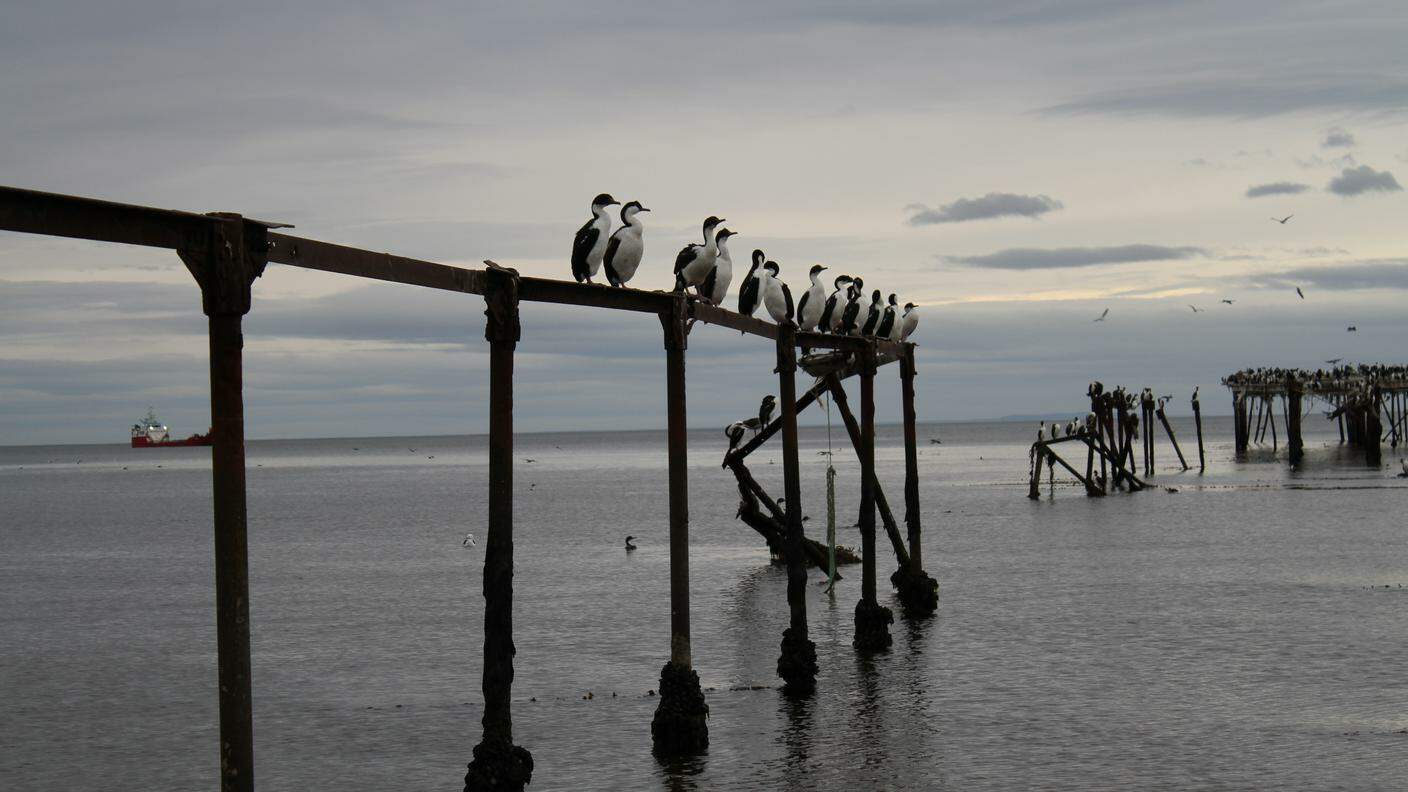 Cormorani e pinguini di Magellano a Punta Arenas