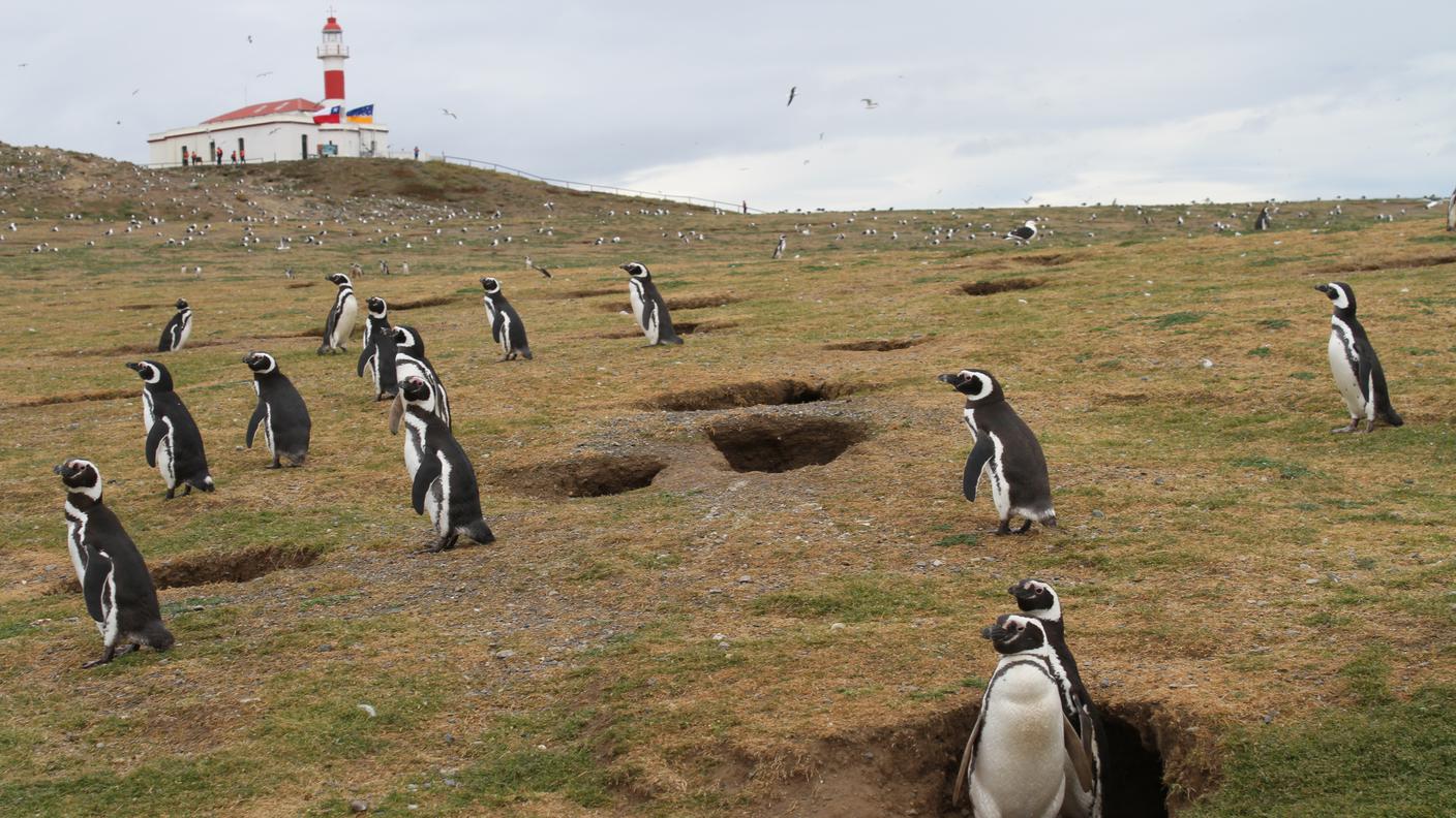 Le tane dei pinguini di Magellano sull'Isla Magdalena. I pinguini sono monogami e raramente depongono più di due uova