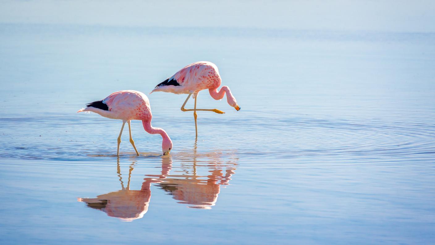 Una coppia di fenicotteri rosa nella riserva Los Flamencos