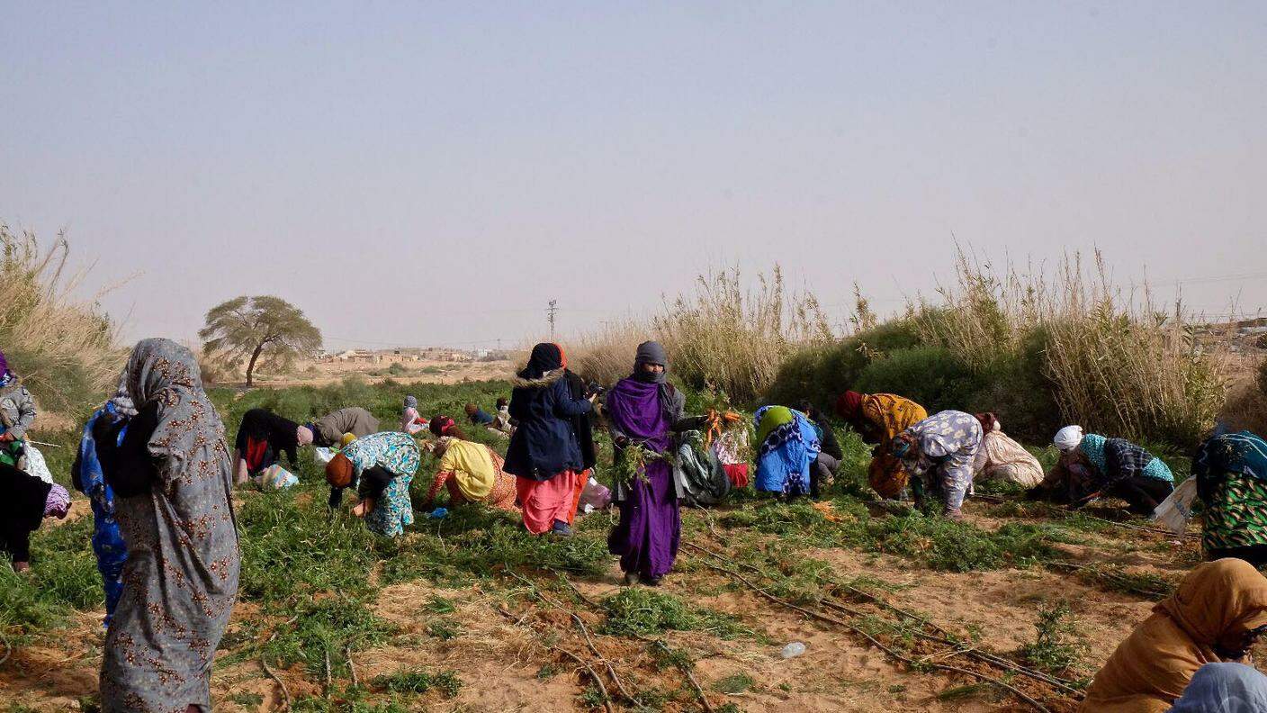 Donne saharawi raccolgono ortaggi all'orto della wilaya di Smara