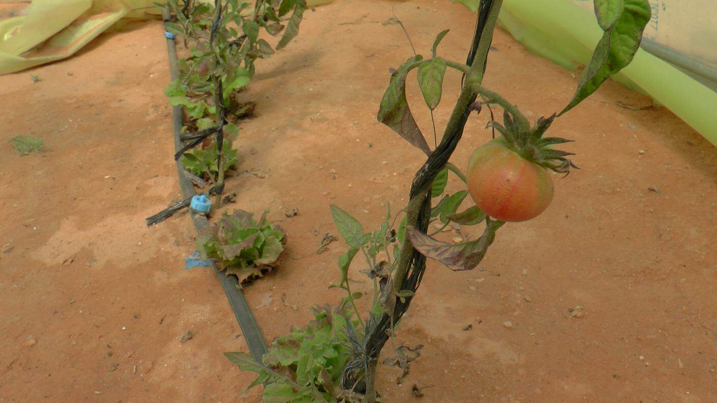 Un pomodoro nel giardino di Mohamed a Smara 