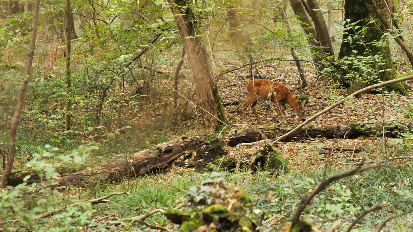 Un capriolo nel Parco del Ticino