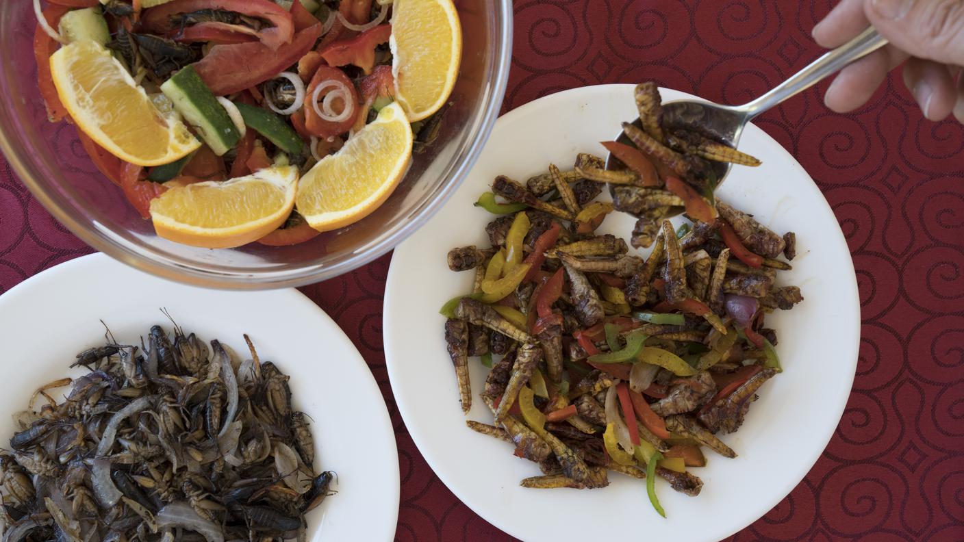 Cibo a base d'insetti