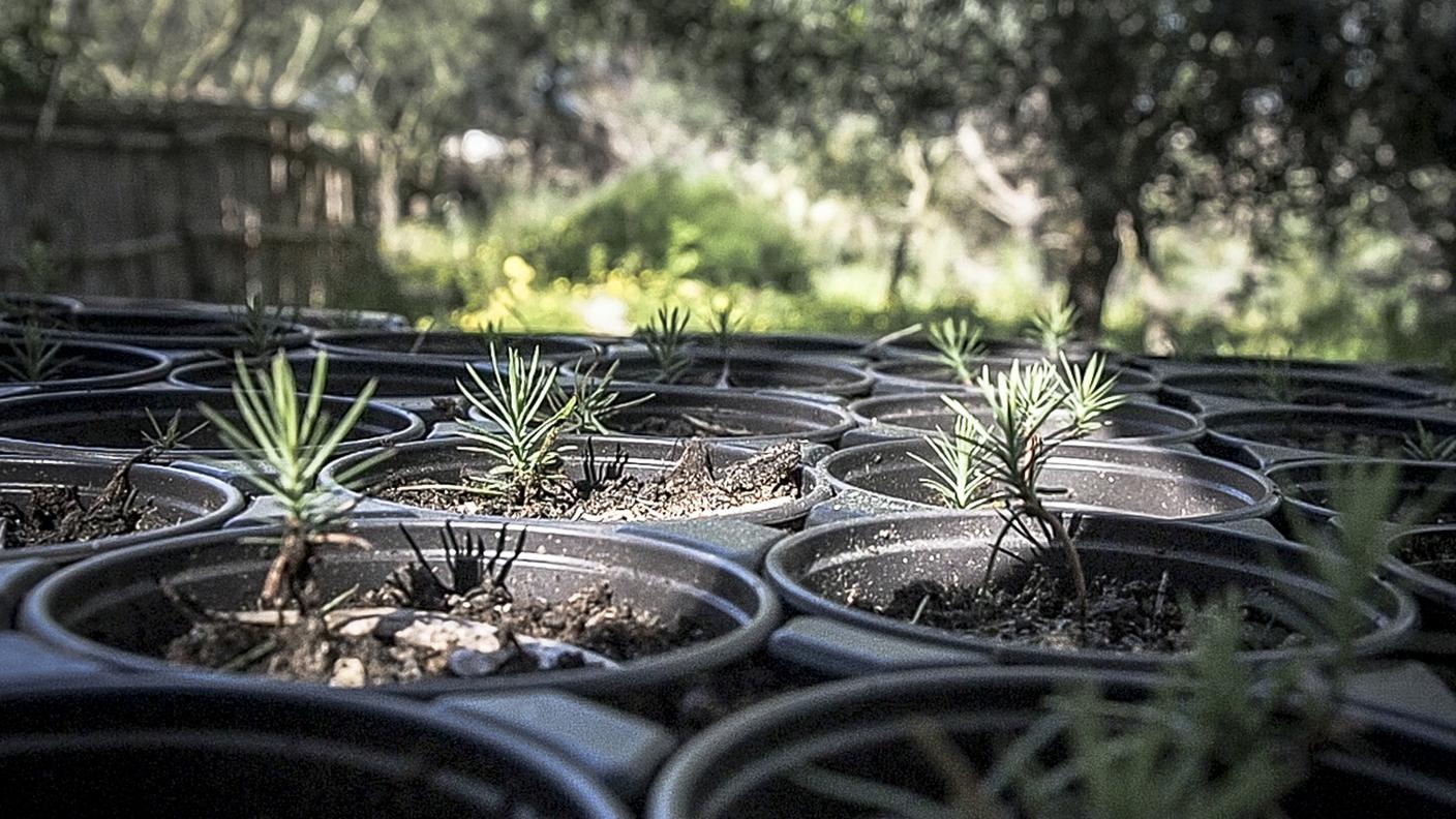 Piantine di Sandarak Gum Tree, l'albero nazionale maltese, preparate da Charles Vella nella sua proprietà. Da quasi 10 anni Charles raccoglie semi per generare nuovi alberi da piantare sull'isola