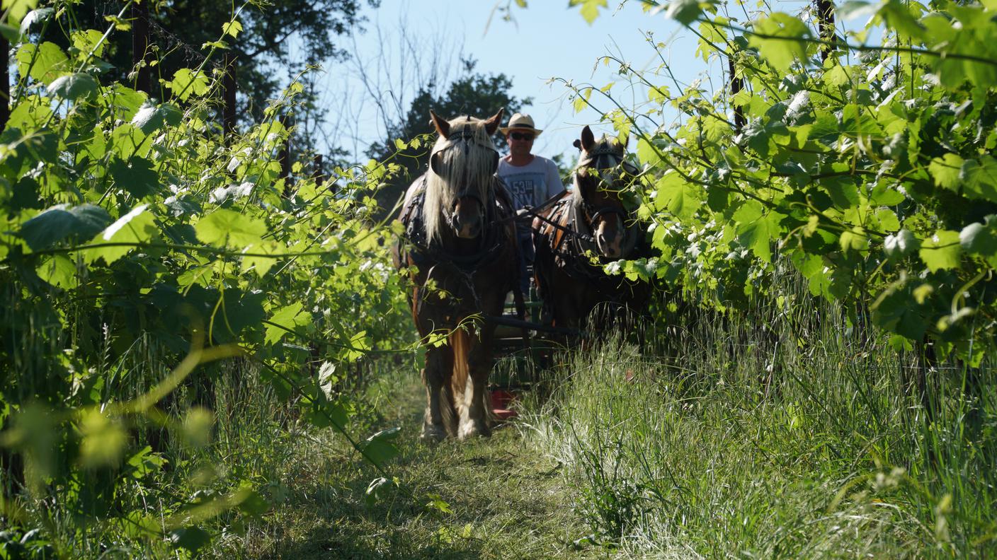 Oggi nel vigneto così come ci si andava un tempo
