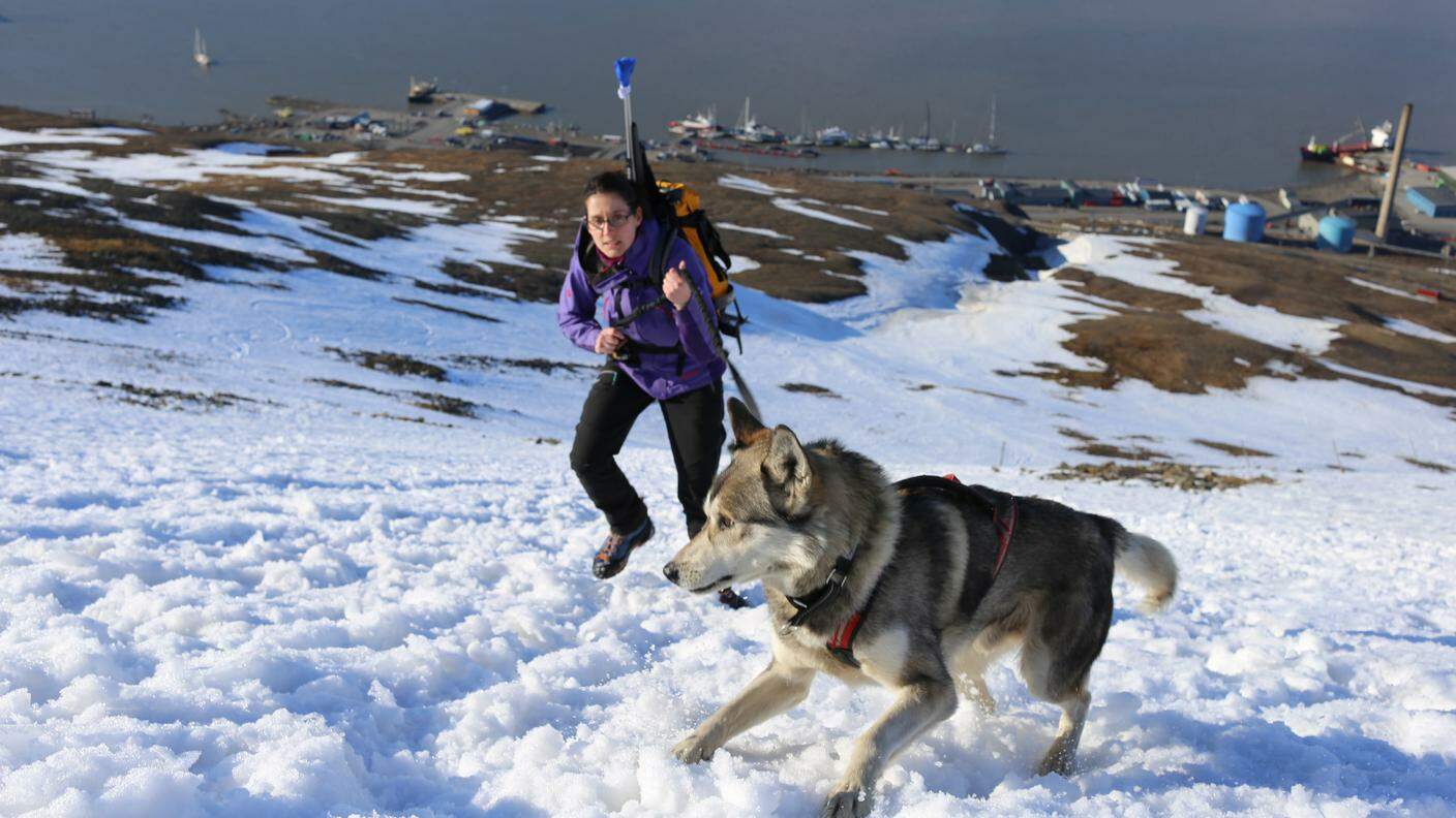 Indviduare corpi sepolti sotto la neve il compito affidato a questo cane