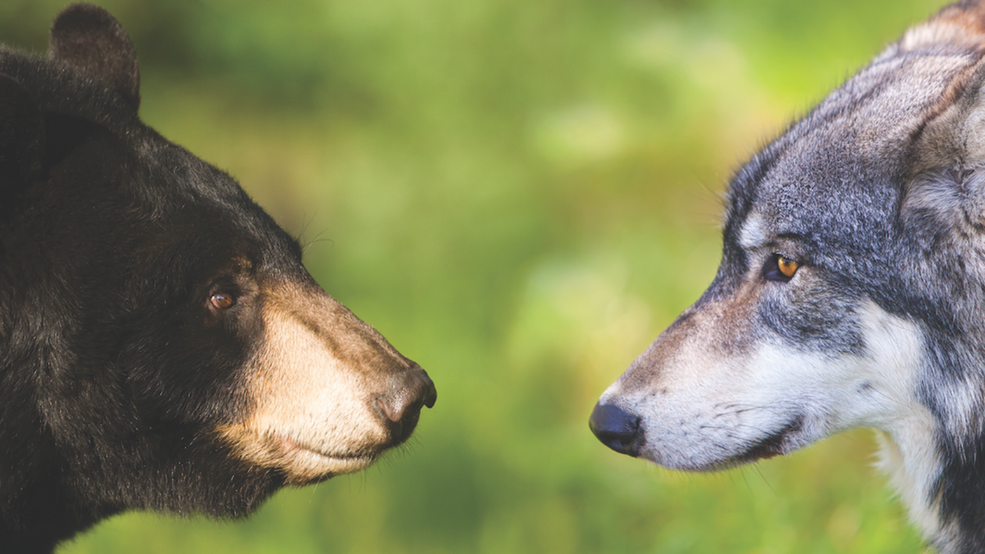 Lupo e Orso. Le due specie perseguitate in Slovenia