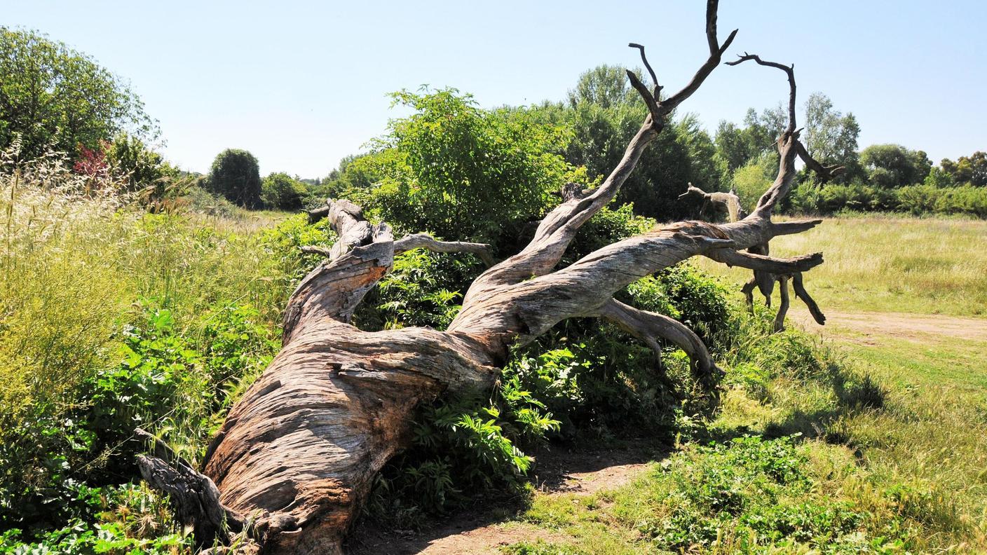 Preservare la biodiversità: un imperativo