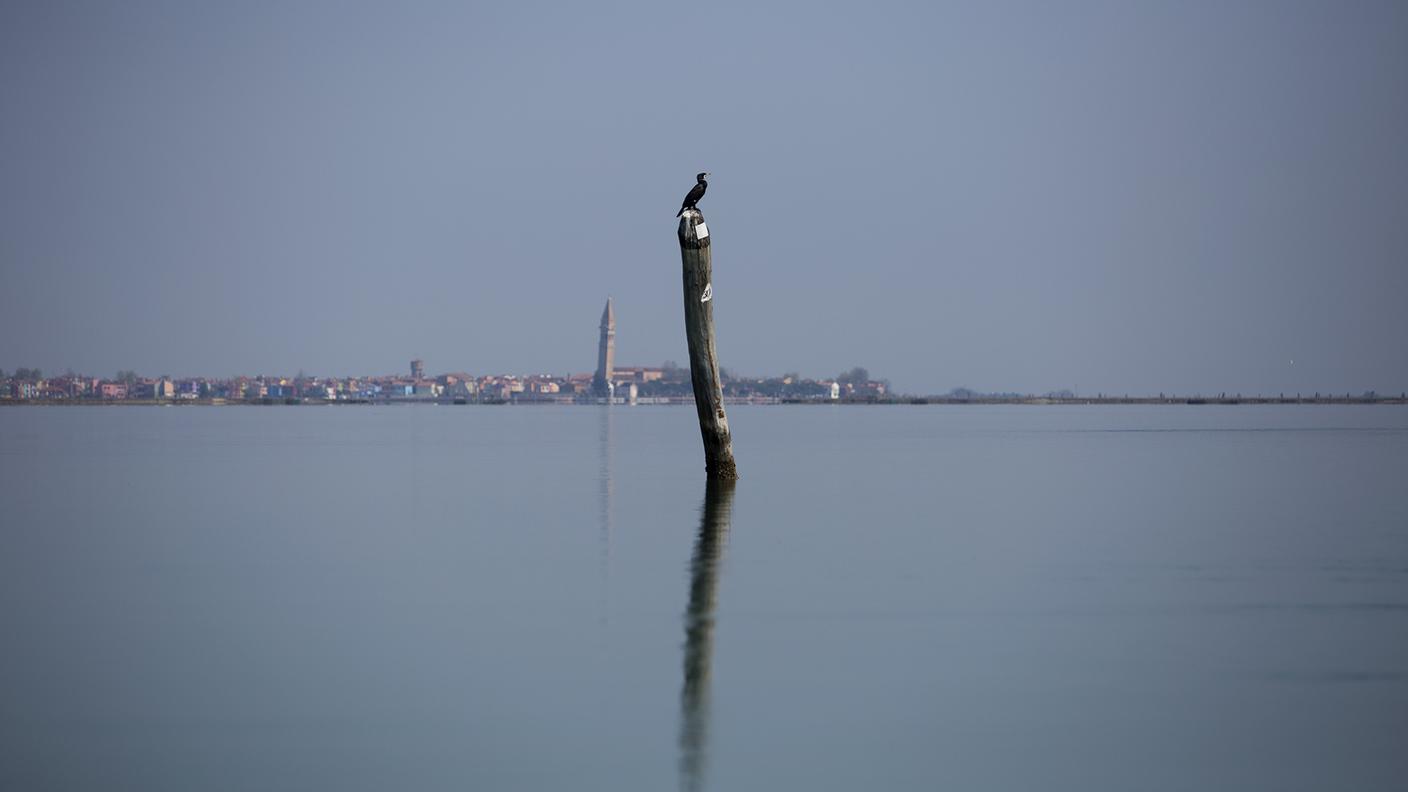 Il campanile storto di Burano fa da sfondo a un cormorano appostato su una bricola